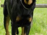 Luna's broer: Luuk