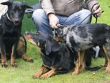 Luna, Lieka en Jana het huisgenootje van Lieka