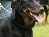 Léann, zus van Luna