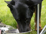 Luna even water drinken